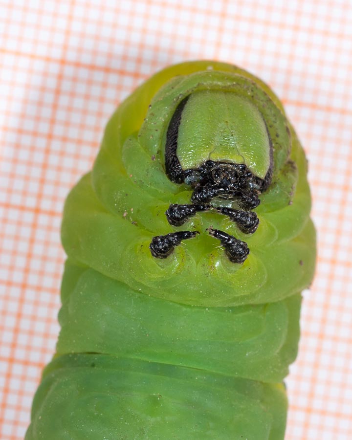 Bruco gigantesco:   Acherontia atropos (Spingidae)